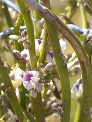 Carmichaelia australis