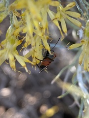 Lygaeus kalmii