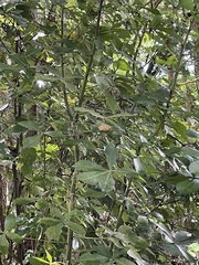 Pseudopanax
