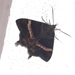 Coronidia leachi