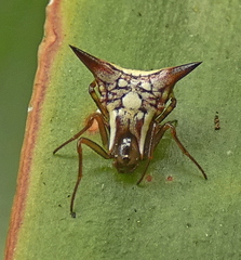 Micrathena evansi