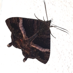 Coronidia leachi
