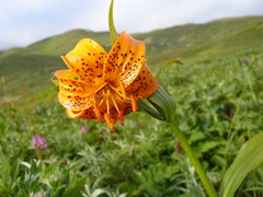 Lilium debile