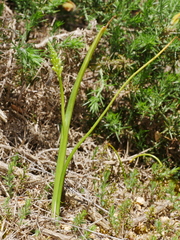 Microtis unifolia