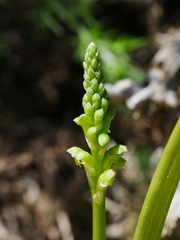 Microtis unifolia