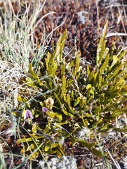 Carmichaelia corrugata