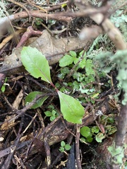 Hedycarya arborea
