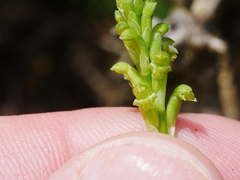 Microtis unifolia