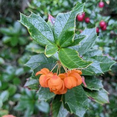 Berberis ilicifolia