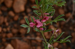 Indigofera hedyantha