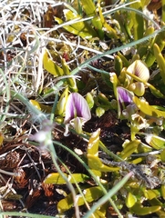Carmichaelia corrugata