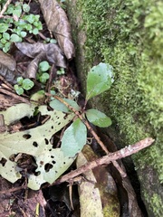 Hedycarya arborea