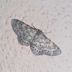 Hymenomima umbelularia