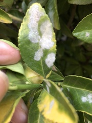 Erysiphe euonymicola