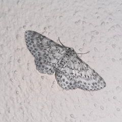 Hymenomima umbelularia