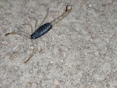 Hadrurus spadix