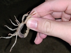Hadrurus spadix