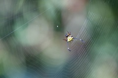 Gasteracantha clavigera