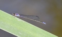 Enallagma novaehispaniae