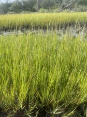 Juncus patens