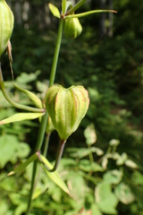 Lilium debile