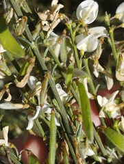 Cytisus multiflorus