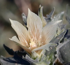 Mentzelia involucrata
