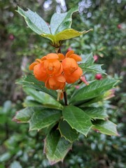 Berberis ilicifolia