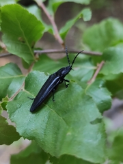 Tibionema abdominalis