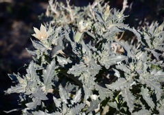 Mentzelia involucrata