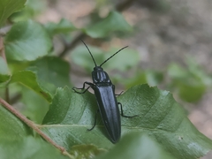 Tibionema abdominalis
