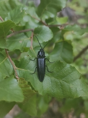 Tibionema abdominalis