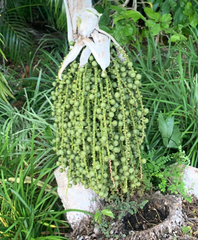 Caryota