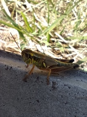 Phoetaliotes nebrascensis
