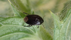 Macroscytus brunneus