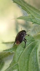 Macroscytus brunneus