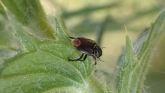 Macroscytus brunneus