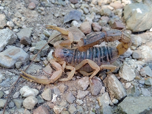 Hoffmannihadrurus gertschi