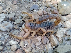 Hoffmannihadrurus gertschi