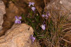 Viola arborescens