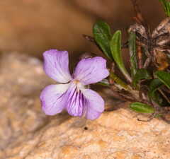 Viola arborescens
