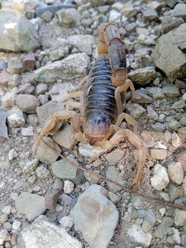 Hoffmannihadrurus gertschi