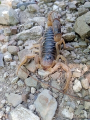 Hoffmannihadrurus gertschi