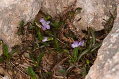 Viola arborescens