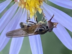 Rhingia nasica