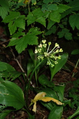 Allium ochotense