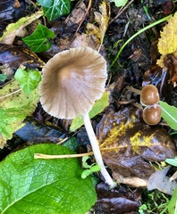 Psathyrella longipes