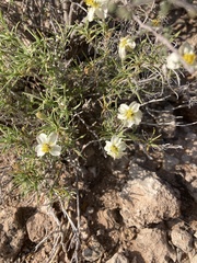 Zinnia acerosa