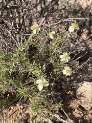 Zinnia acerosa