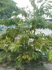 Annona squamosa